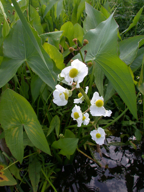 Sagittaria-latifolia-160