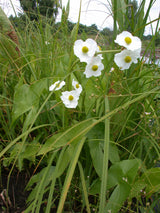 Sagittaria-latifolia-Juli-043