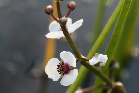 Sagittaria-sagitifolia_1087