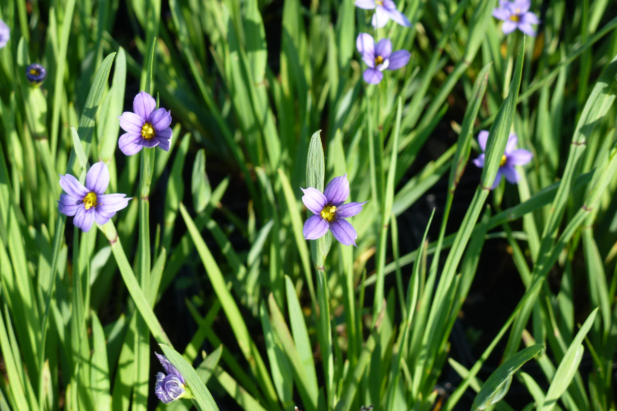 Sisyrinchium-littorale-0952