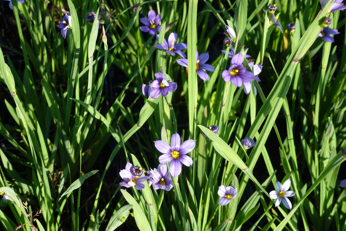 Sisyrinchium-littorale-0954