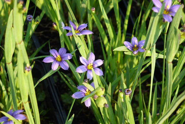 Sisyrinchium-littorale-0980