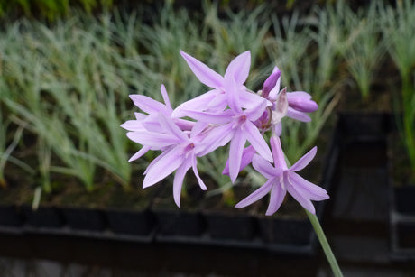 Tulbaghia-violacea-Variegata-0141