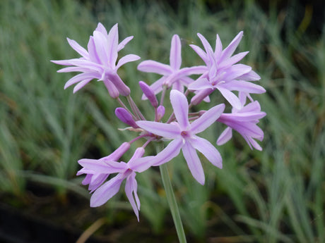 Tulbaghia-violacea-Variegata-0275