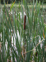 Typha-latifolia-066