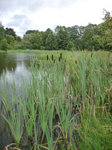 Typha-latifolia-099