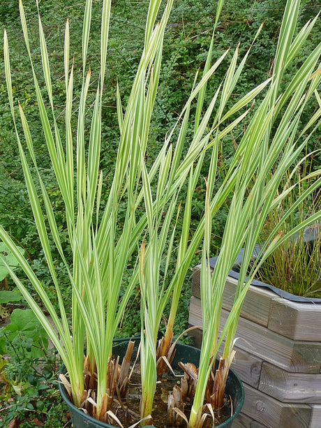 Typha-latifolia-Variegata-010
