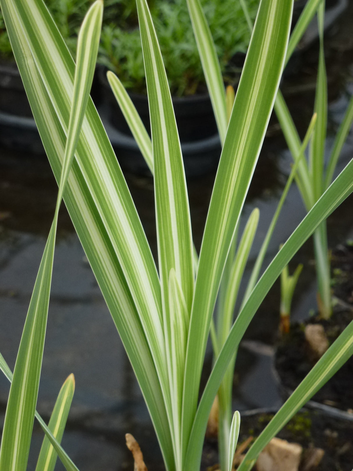 Typha-latifolia-Variegata-0699