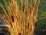 Typha-lugdunesis-0423