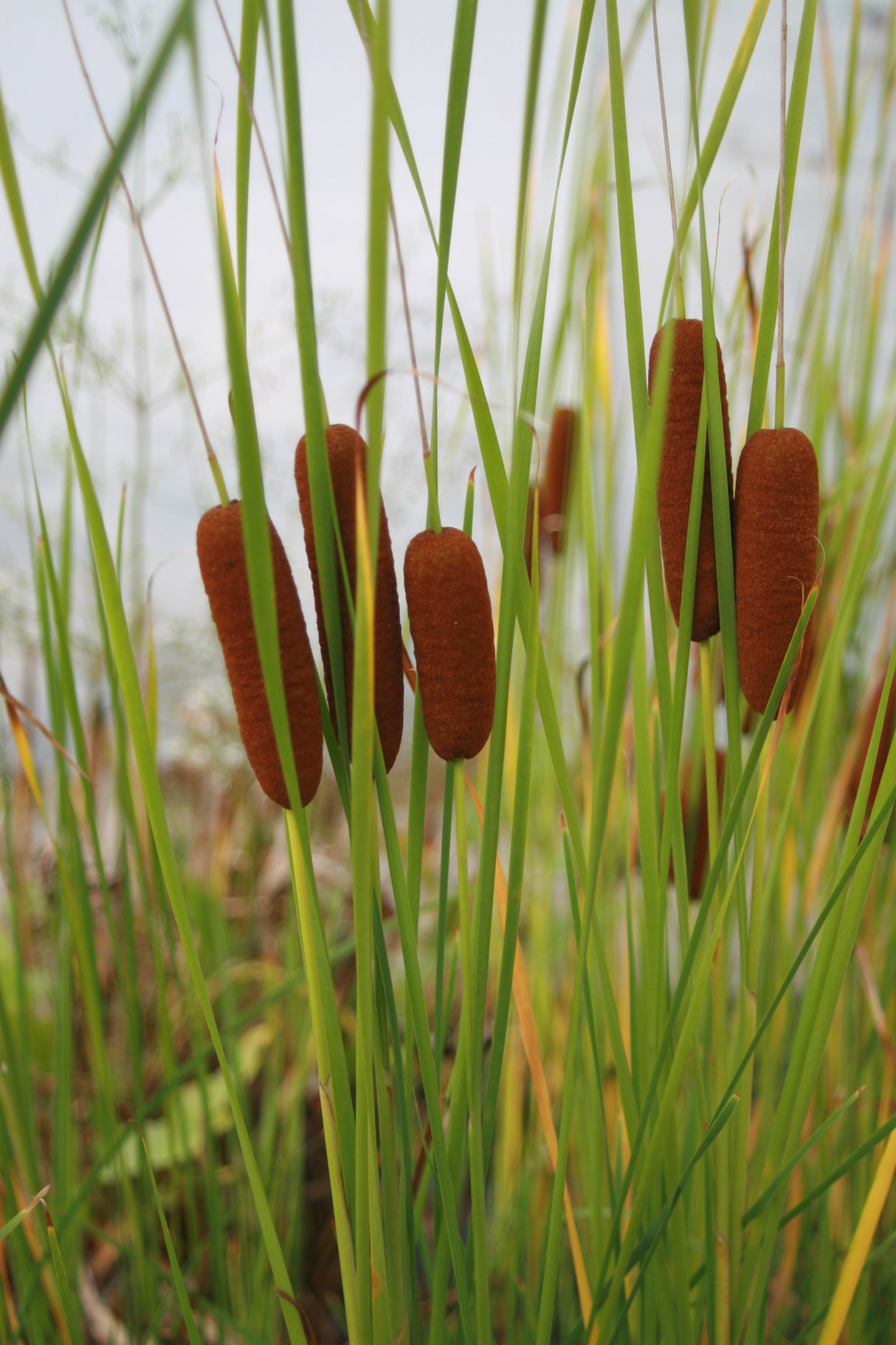 Typha-lugdunesis-5254