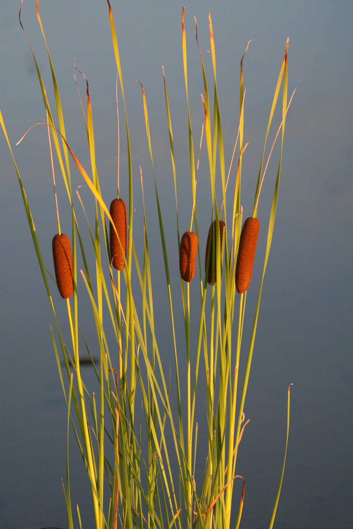 Typha-lugdunesis-5464