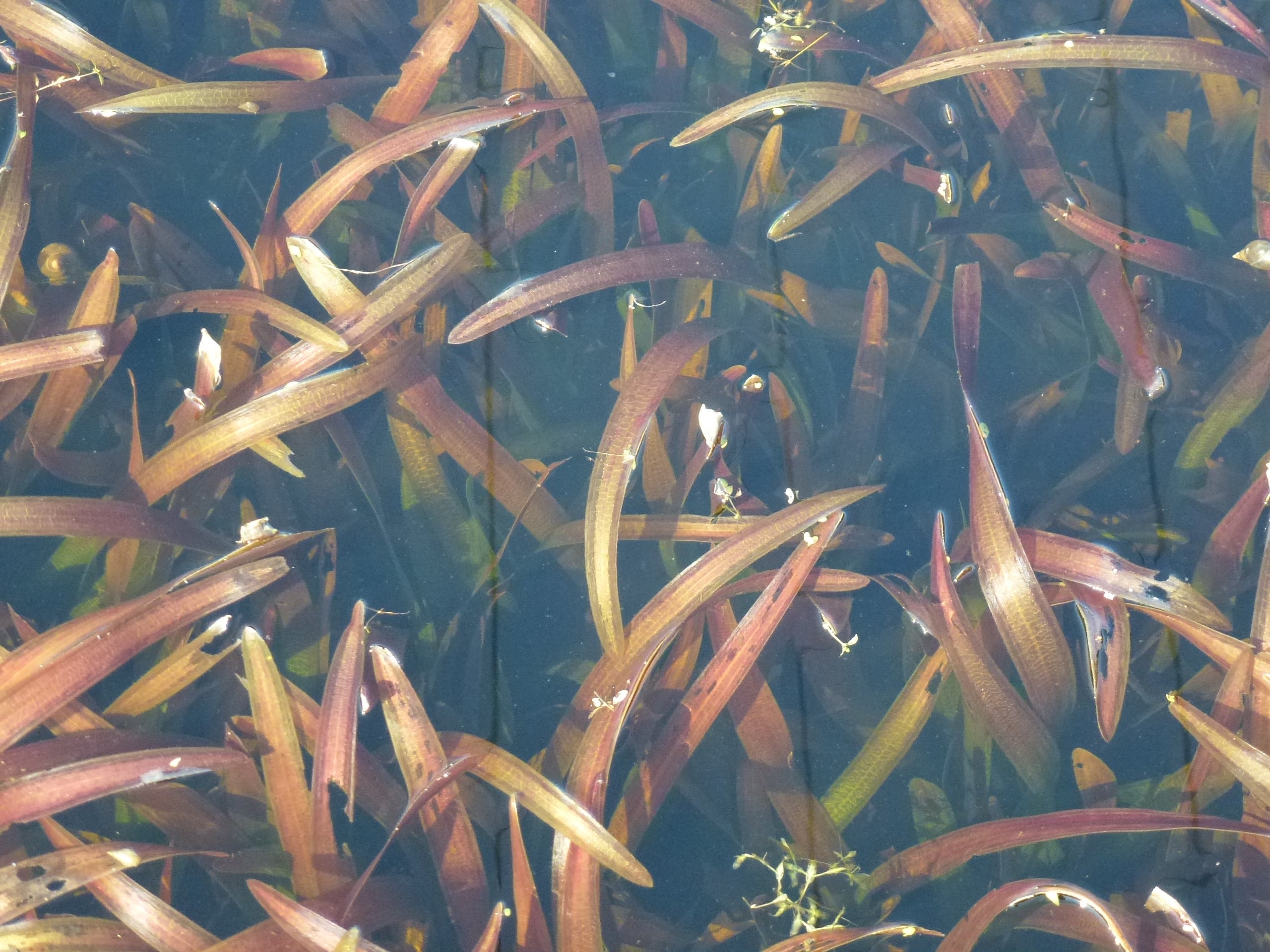Vallisneria americana