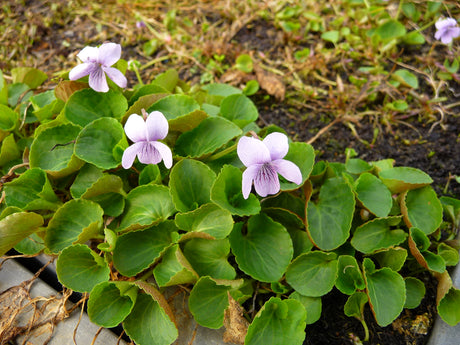 Viola-palustris-098