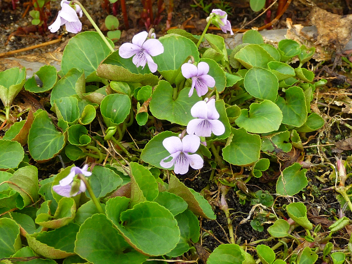 Viola-palustris-099