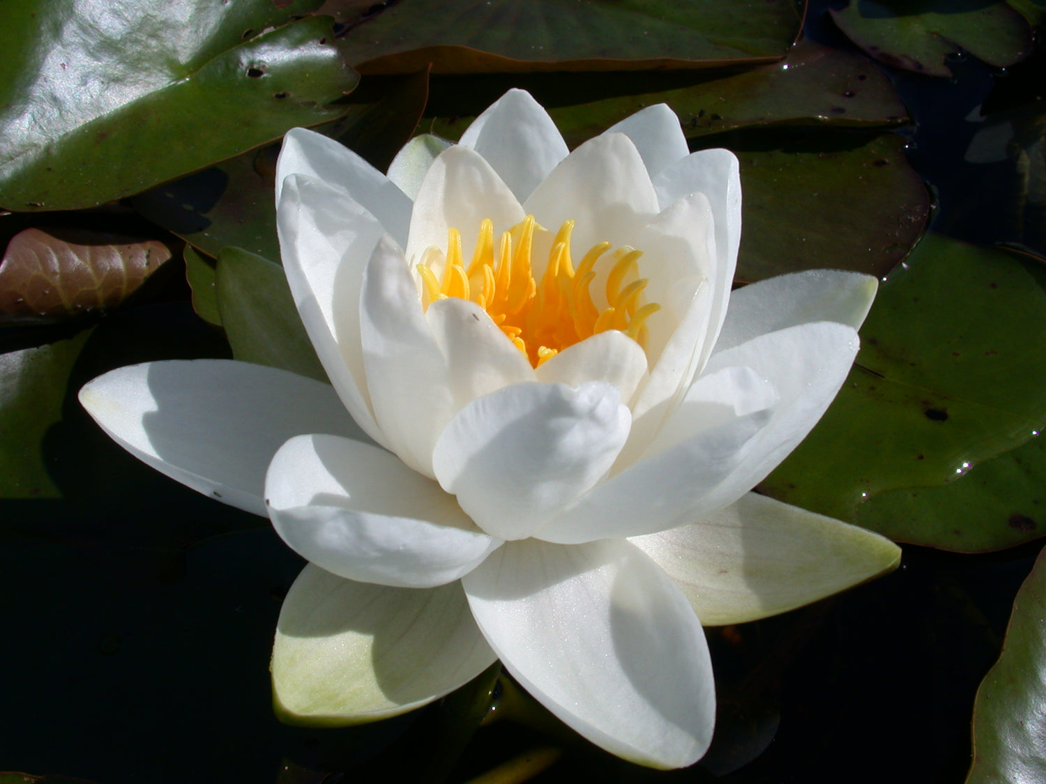 Produktbild von Seerose Nymphaea Odorata -Fotos Und -Bildmaterial In Hoher Auflösung