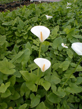 Zantedeschia-aethiopica-006