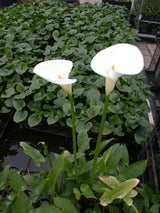 Zantedeschia-aethiopica-008