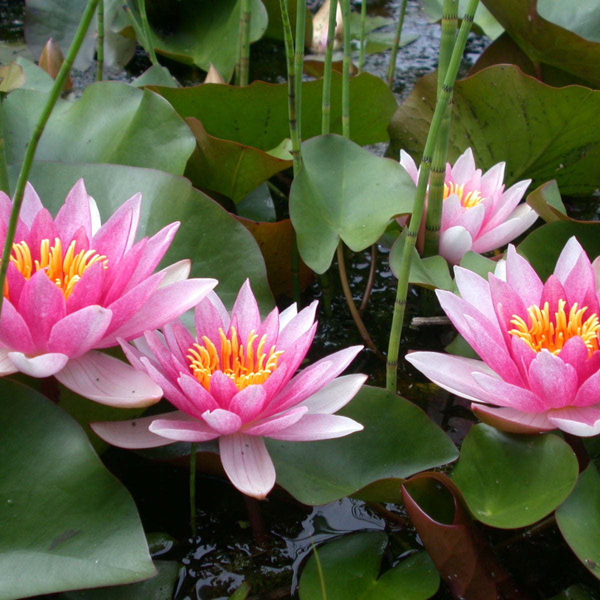 Лилия нимфея. Нимфея sunfire. Нимфея ул. Кувшинка нимфея. Нимфея ул.