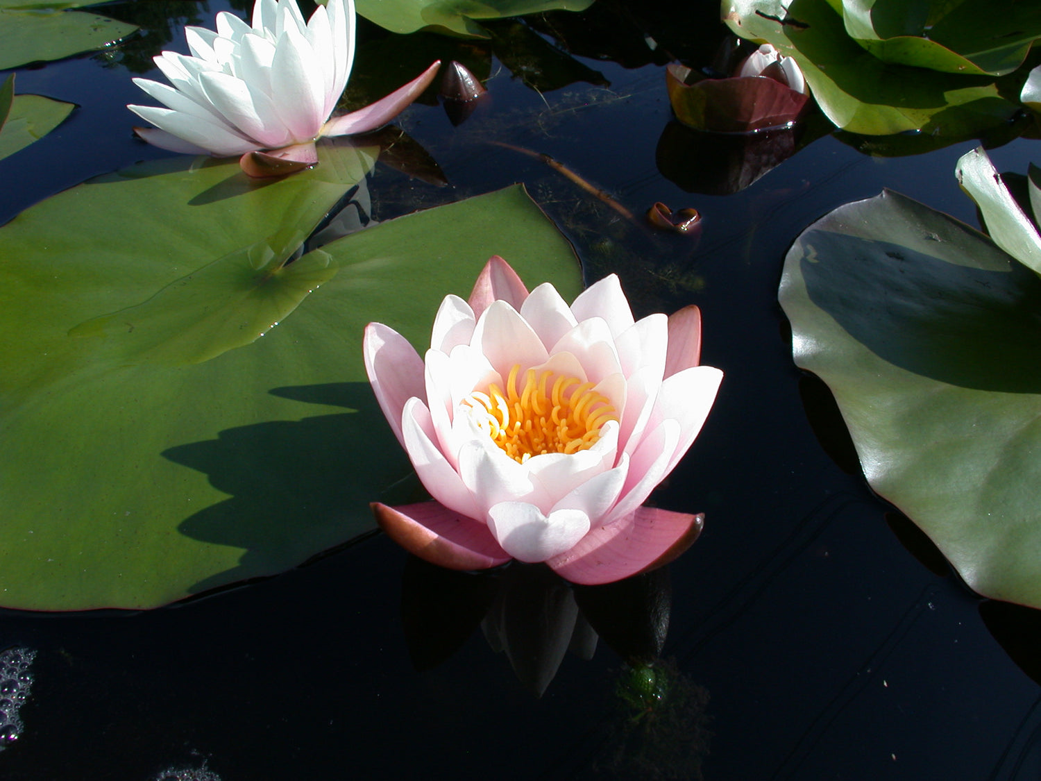 Nymphaea 'Marliacea Rosea' Seerosensorten