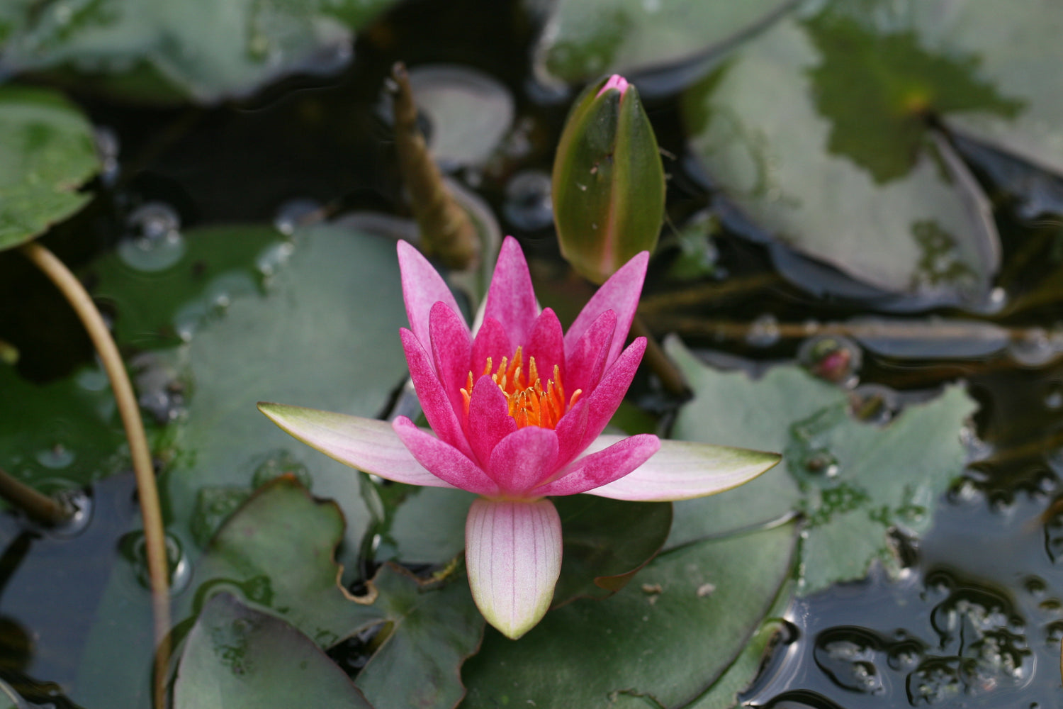 Nymphaea 'Pygmaea Rubra' Seerosensorten